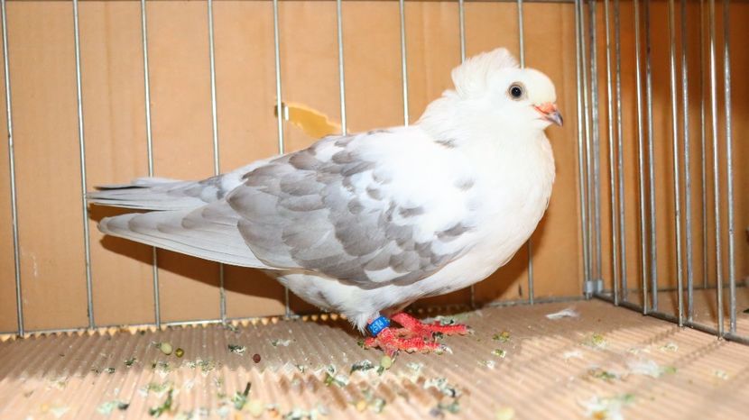  - Timisoara 26-01-2025