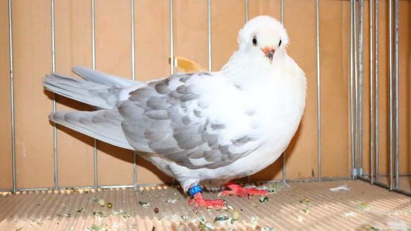  - Timisoara 26-01-2025