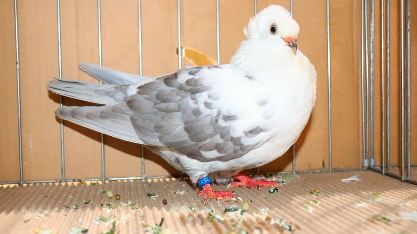  - Timisoara 26-01-2025