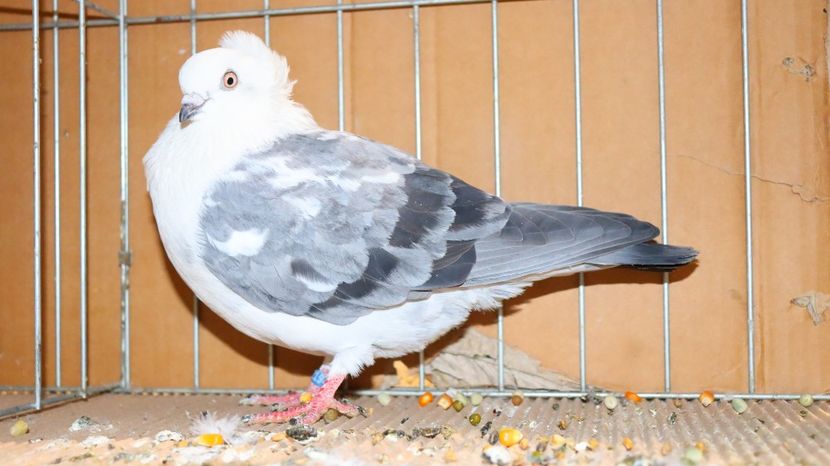  - Timisoara 26-01-2025