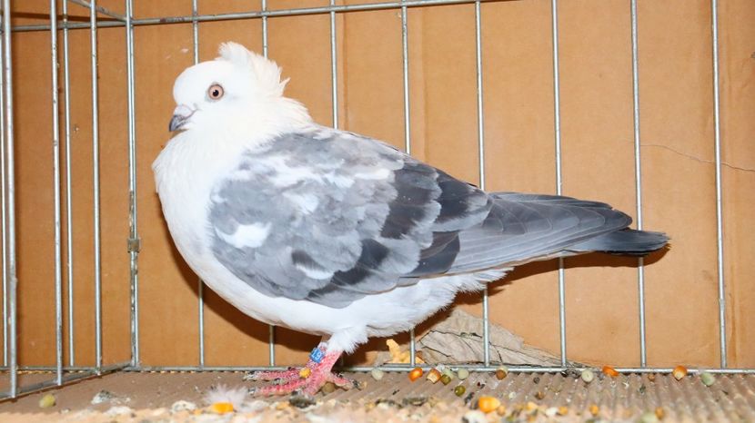  - Timisoara 26-01-2025