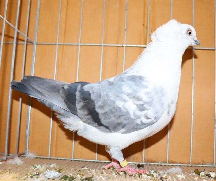  - Timisoara 26-01-2025