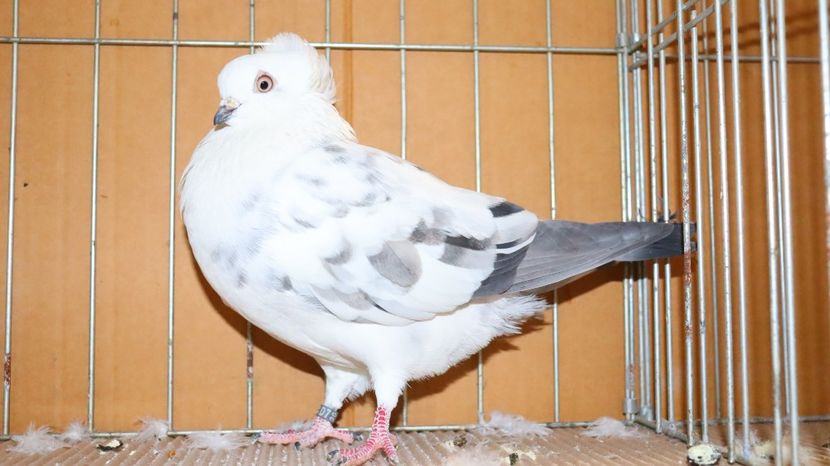  - Timisoara 26-01-2025