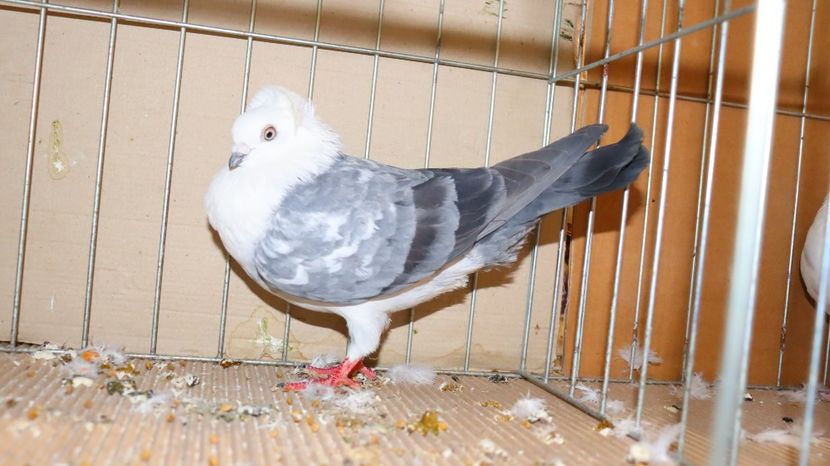  - Timisoara 26-01-2025