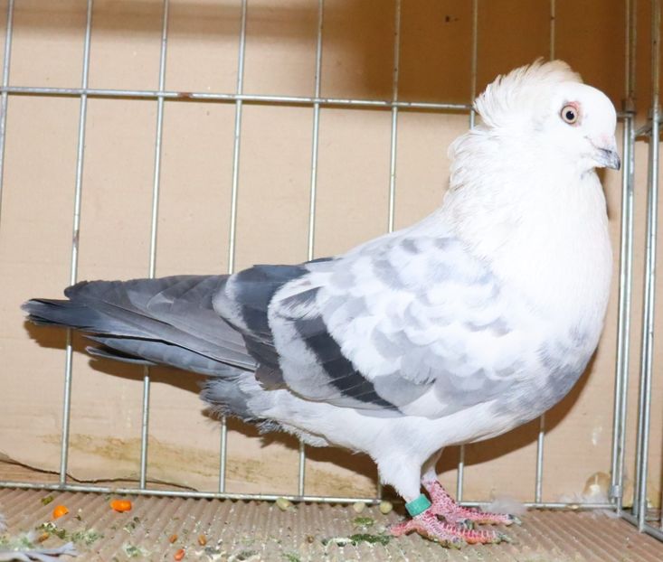  - Timisoara 26-01-2025