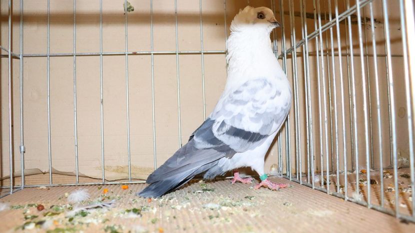  - Timisoara 26-01-2025