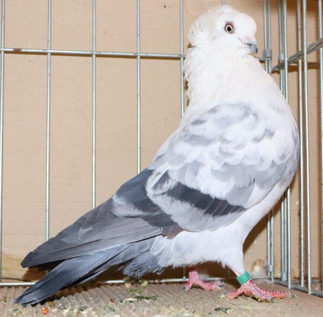  - Timisoara 26-01-2025