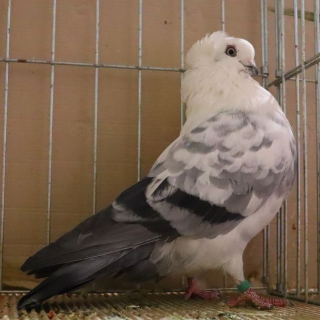  - Timisoara 26-01-2025