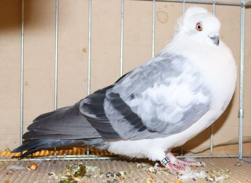  - Timisoara 26-01-2025