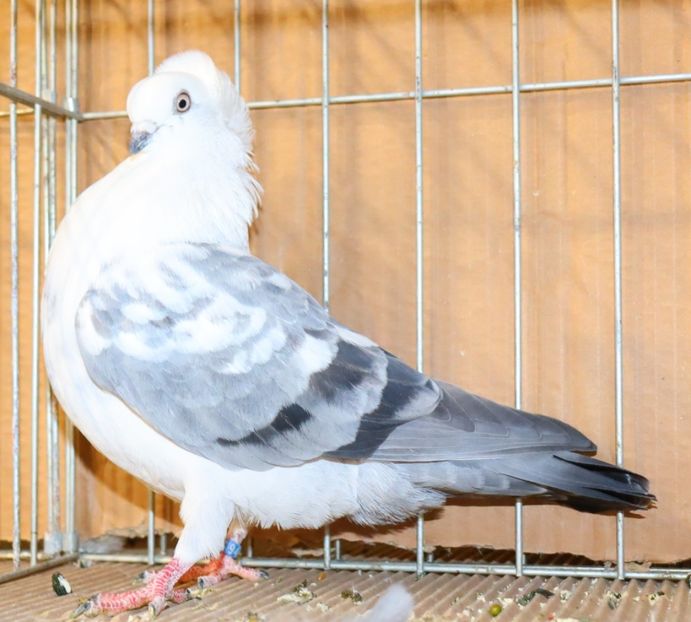  - Timisoara 26-01-2025