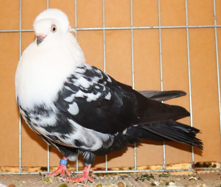  - Timisoara 26-01-2025