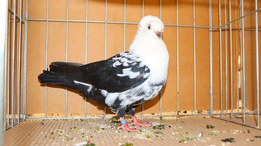  - Timisoara 26-01-2025