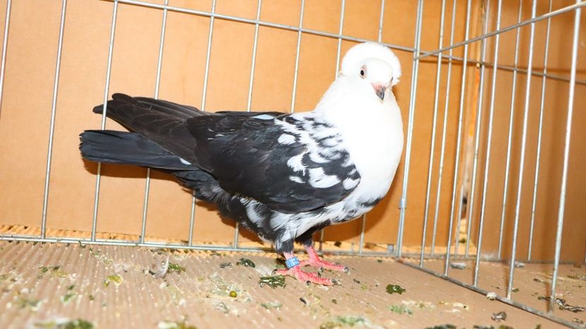  - Timisoara 26-01-2025