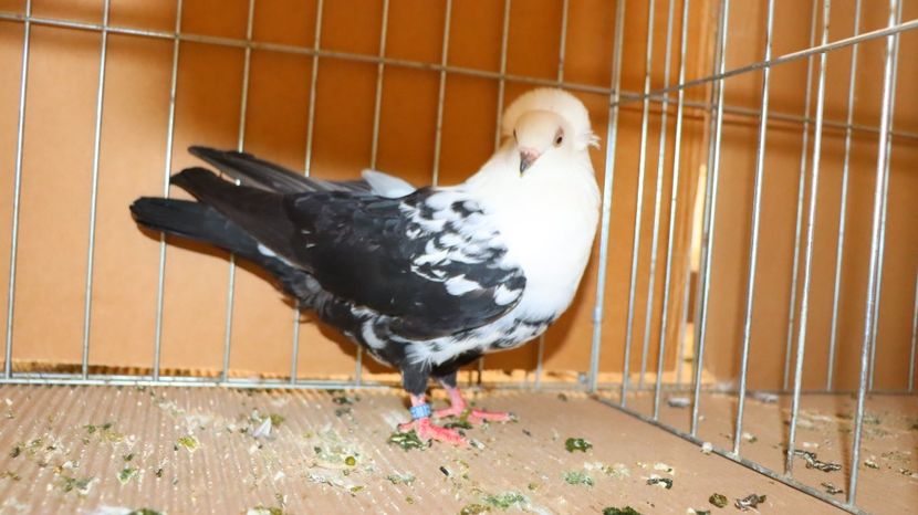  - Timisoara 26-01-2025