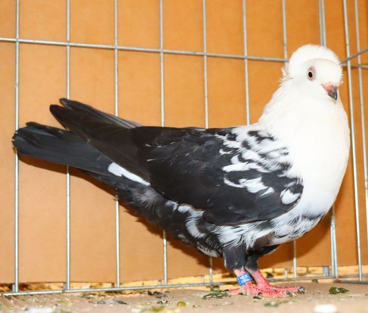  - Timisoara 26-01-2025