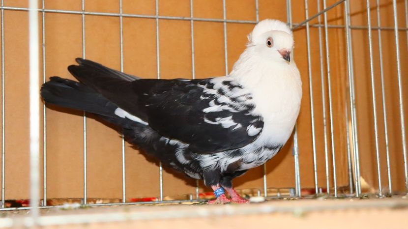  - Timisoara 26-01-2025