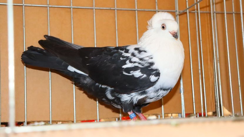  - Timisoara 26-01-2025