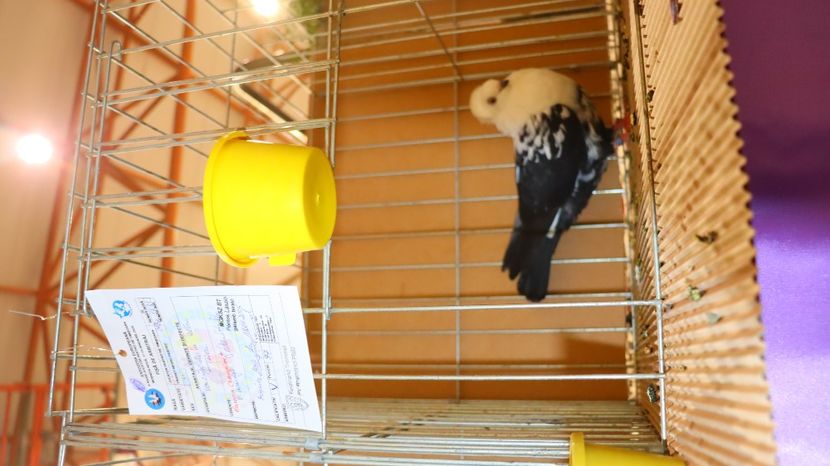  - Timisoara 26-01-2025