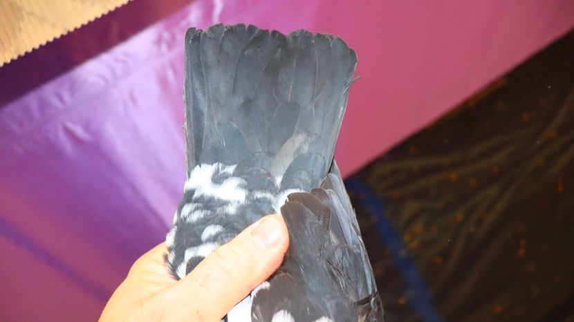  - Timisoara 26-01-2025