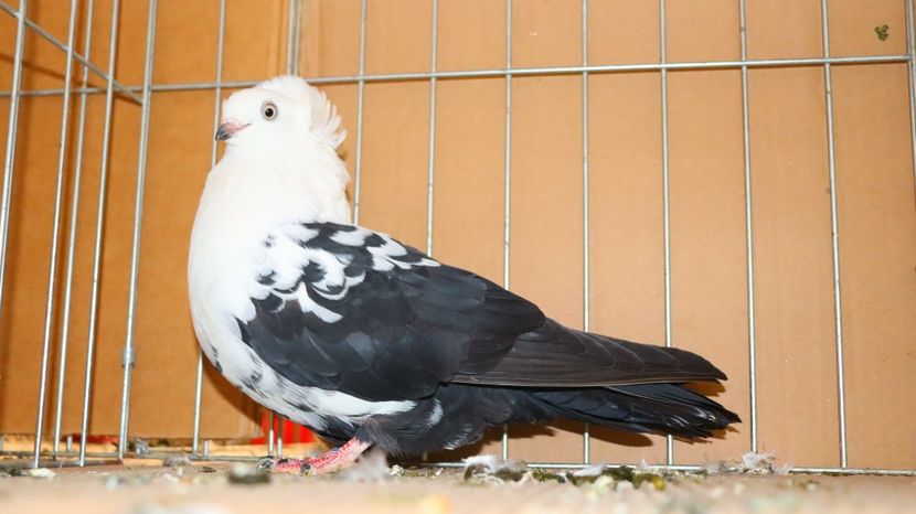  - Timisoara 26-01-2025