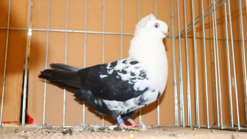  - Timisoara 26-01-2025