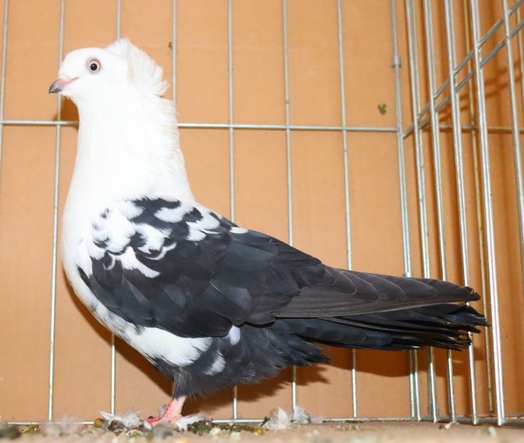  - Timisoara 26-01-2025