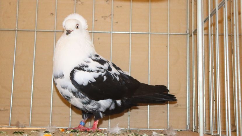  - Timisoara 26-01-2025