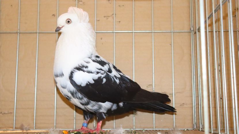  - Timisoara 26-01-2025