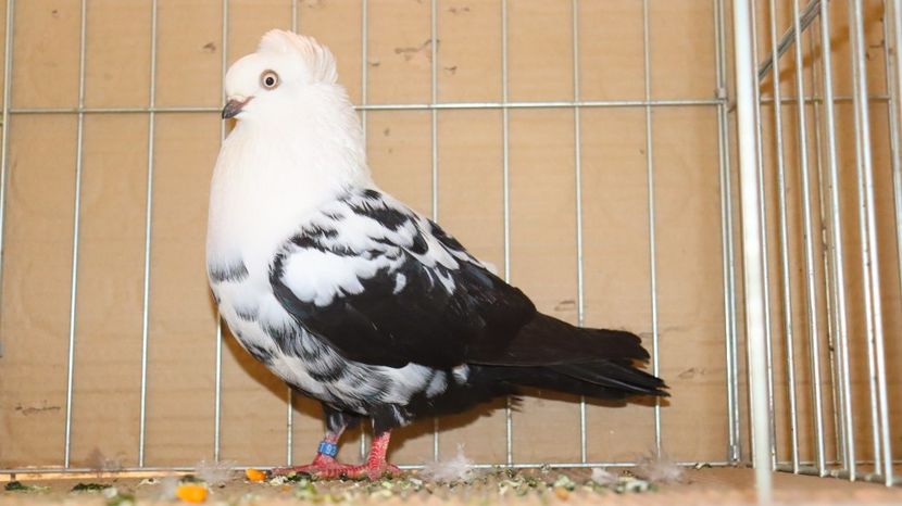  - Timisoara 26-01-2025