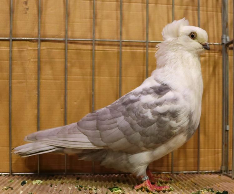  - Timisoara 26-01-2025