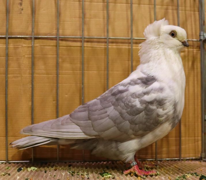  - Timisoara 26-01-2025