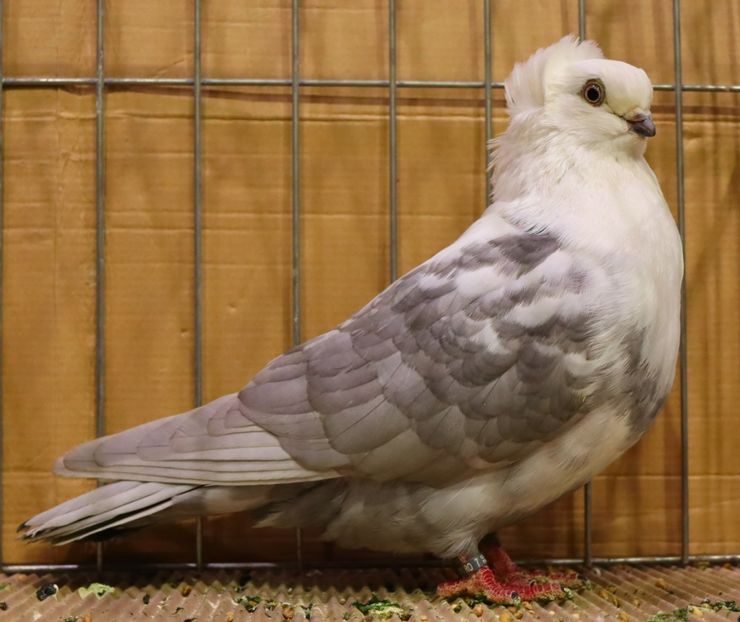  - Timisoara 26-01-2025