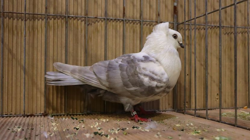  - Timisoara 26-01-2025