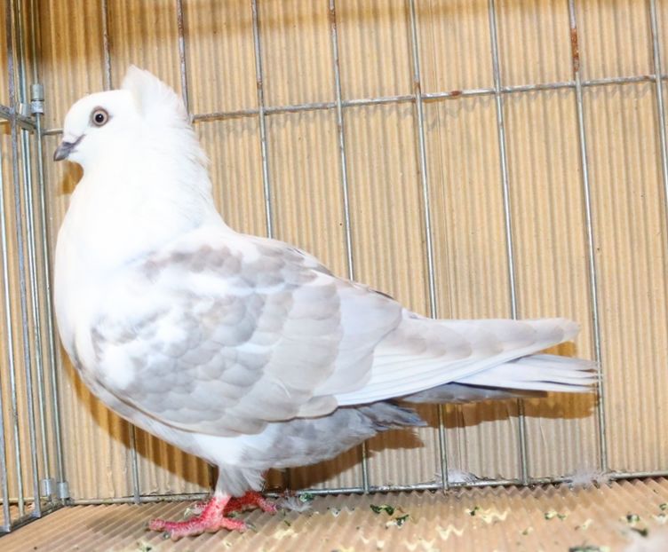  - Timisoara 26-01-2025