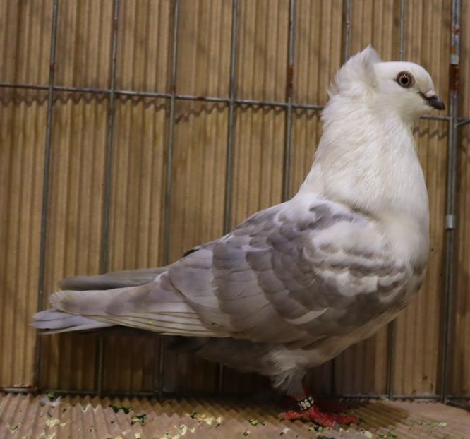  - Timisoara 26-01-2025