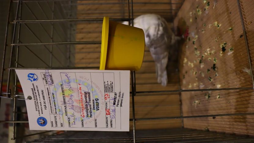  - Timisoara 26-01-2025