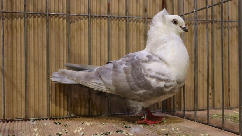  - Timisoara 26-01-2025