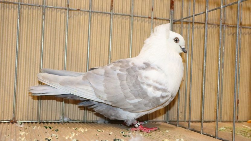  - Timisoara 26-01-2025