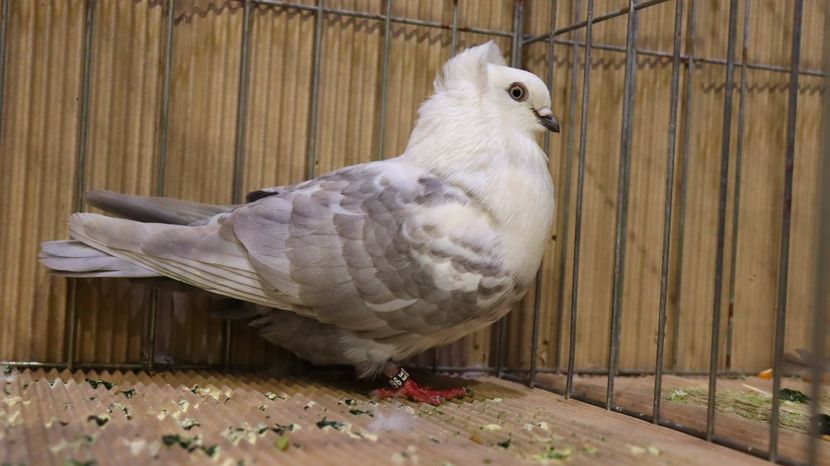  - Timisoara 26-01-2025