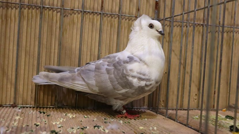  - Timisoara 26-01-2025