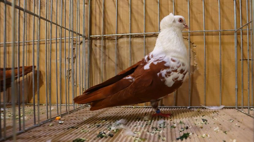  - Timisoara 26-01-2025