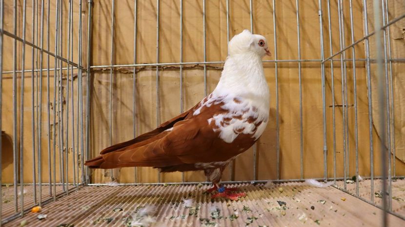  - Timisoara 26-01-2025