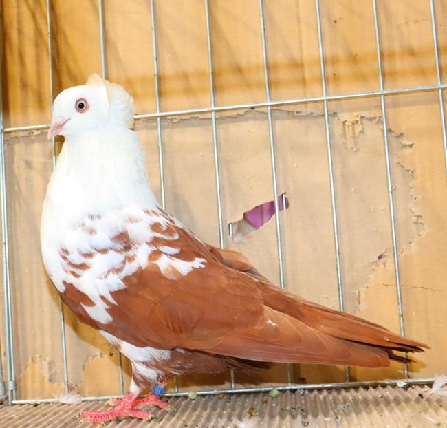  - Timisoara 26-01-2025