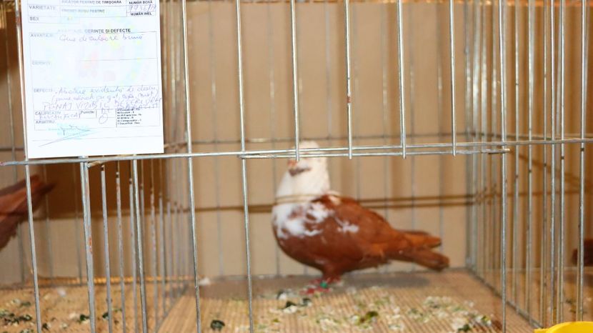  - Timisoara 26-01-2025