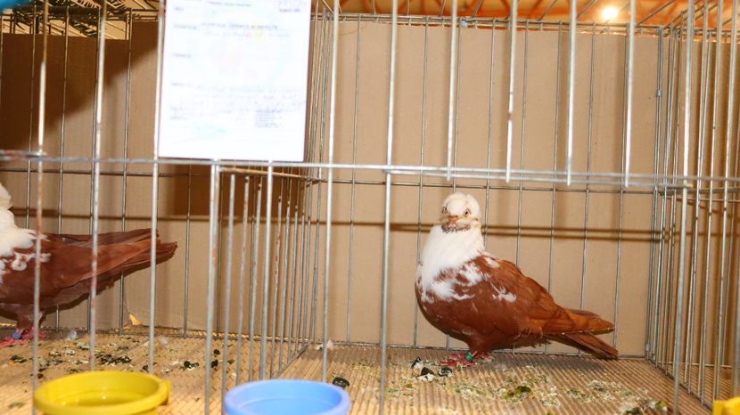  - Timisoara 26-01-2025