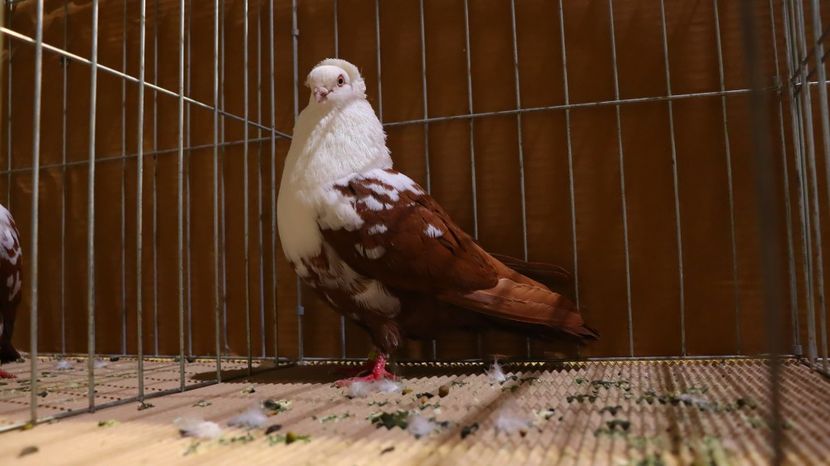  - Timisoara 26-01-2025