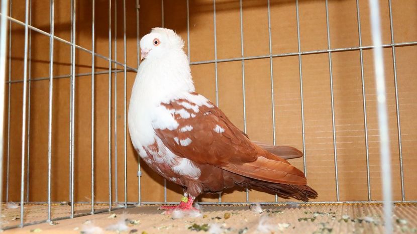  - Timisoara 26-01-2025