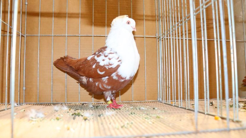  - Timisoara 26-01-2025