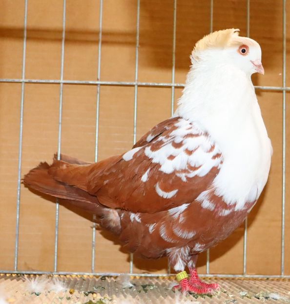  - Timisoara 26-01-2025