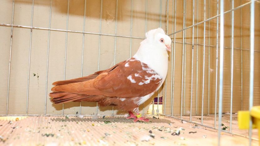  - Timisoara 26-01-2025